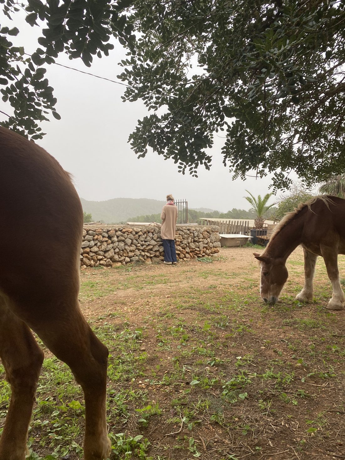 Under a carob tree on a misty day, a woman stands at a dry-stone wall looking out over the hills while two chestnut horses graze around her at Our Home Can Tigres, Ibiza.