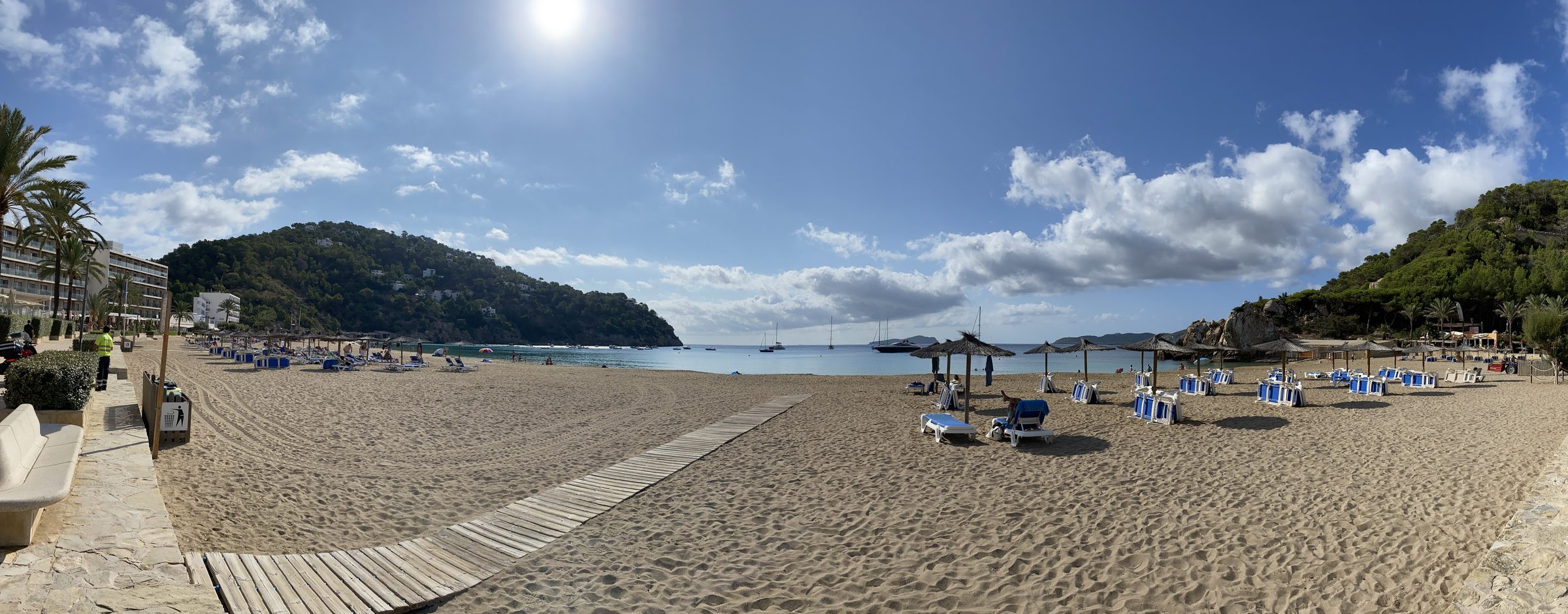Panorama of Cala de Sant Vicent: a wide sandy beach with straw parasols and blue sunbeds, green pine-covered headlands on both sides, turquoise water and boats in the bay, palm trees and an old olive tree beside a café terrace on the right.