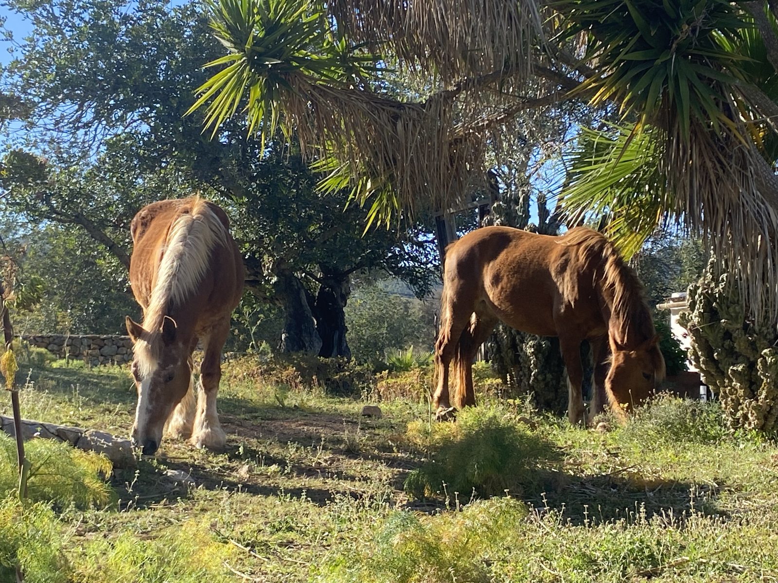 The herd of Our Home Can Tigres, Ibiza: Madre, a chestnut mare with a pale blond mane, and Shanti, a chestnut mare, grazing under palms and old olive trees in low sun, a dry-stone wall behind.