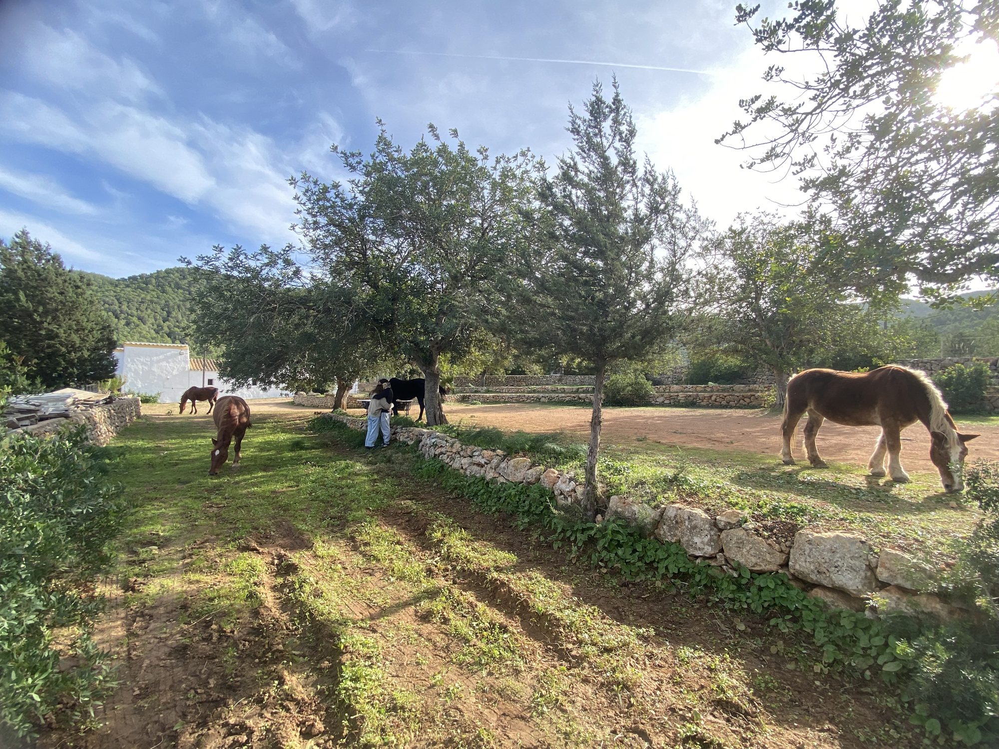 A couple in a Mute constellation stands close together with a black horse under the trees, while three more horses graze on the green grass around them at Our Home Can Tigres, Ibiza.