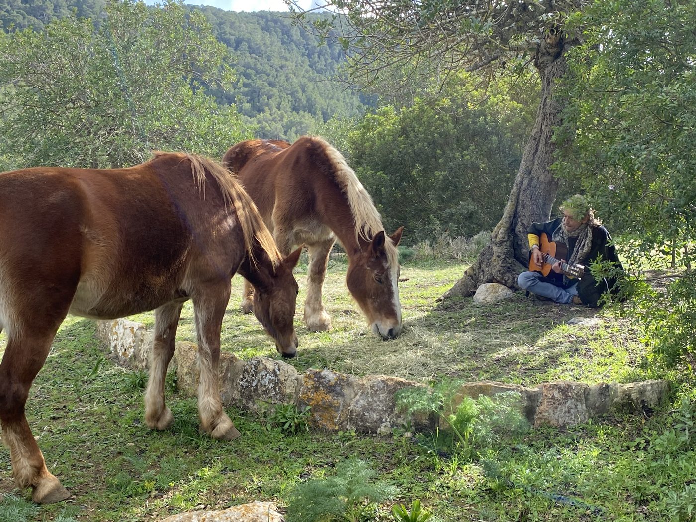 A man sits cross-legged under an old olive tree playing guitar while two chestnut horses graze on hay nearby, at Our Home Can Tigres in Ibiza.