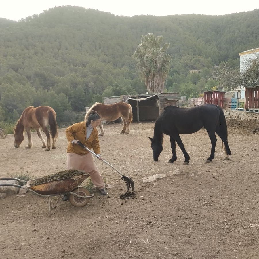 A woman forks manure into a wheelbarrow on the bare ground of the paddock while four horses graze around her, the white finca and the wooded hills behind.