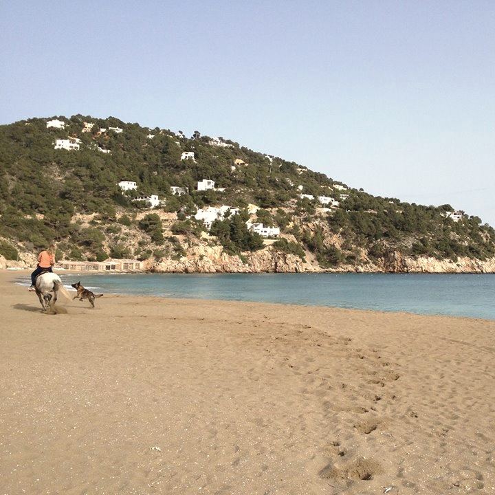 Marzena rides Daj Buzi at a gallop along the edge of a wide sandy bay in winter, Kapitan running beside them, white houses on the pine-covered headland beyond.