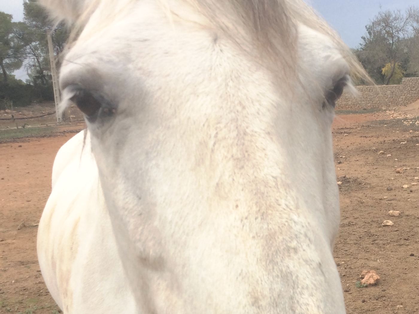 Daj Buzi's white face filling the frame, both eyes dark and calm, the dry ground and a stone wall behind him.