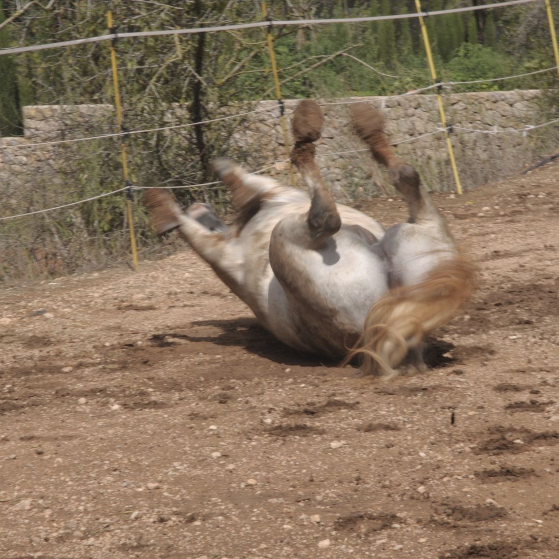 A grey horse rolling on its back in dry earth, legs in the air, inside a line of electric fence tape.