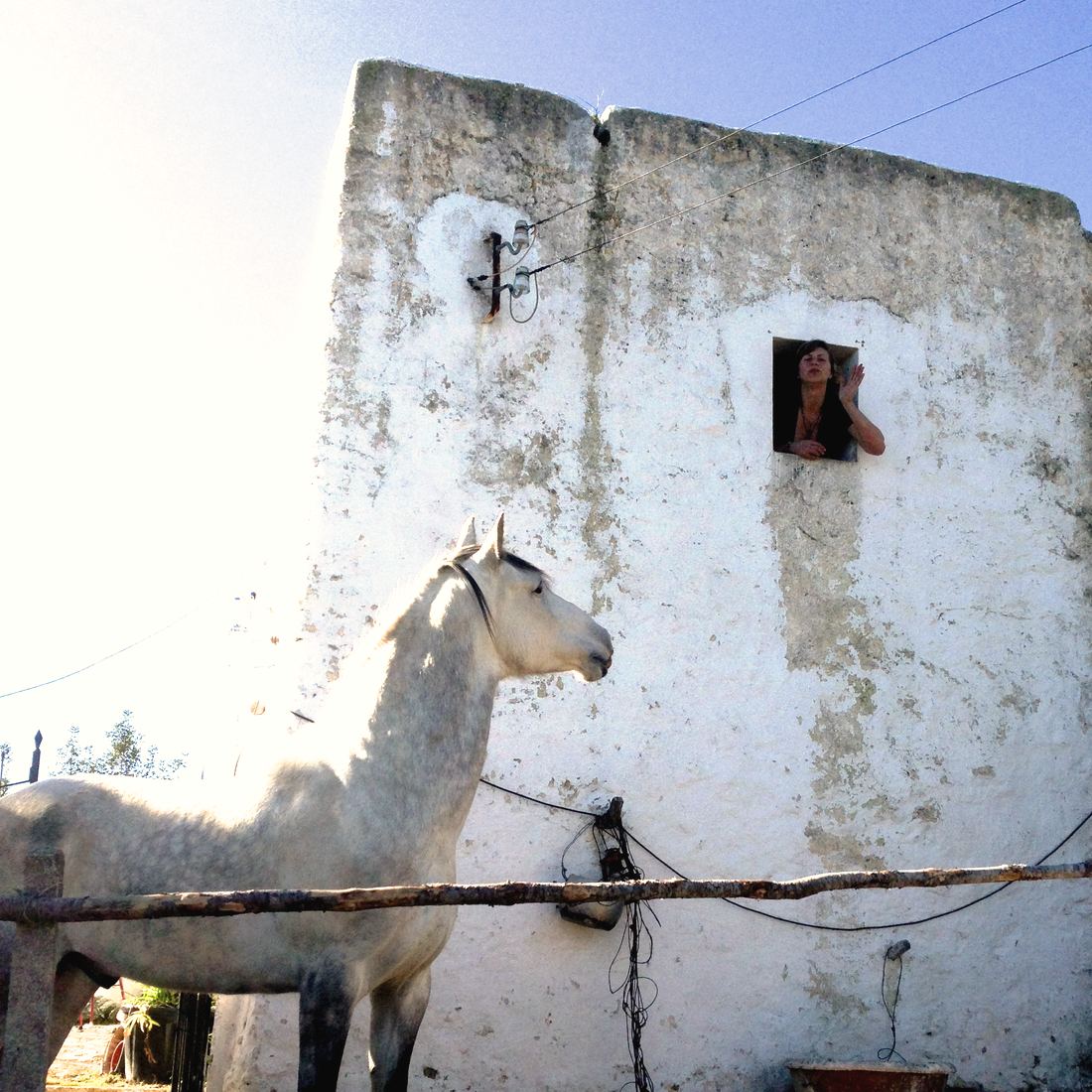 Daj Buzi, a dappled grey horse, stands tied beside an old whitewashed tower and looks up at Marzena waving from a small window above.