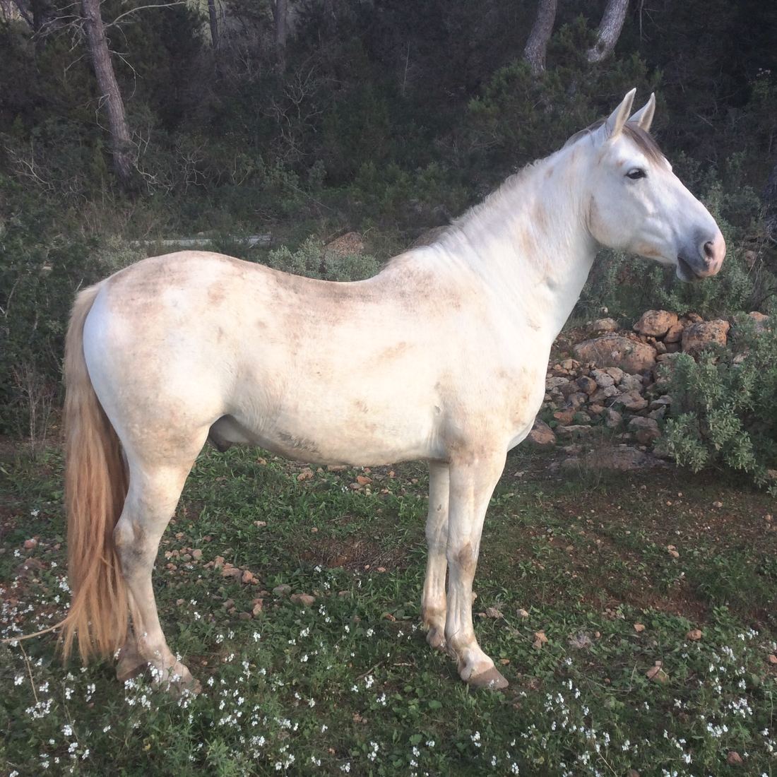 Daj Buzi standing in profile among small white flowers, pines behind.