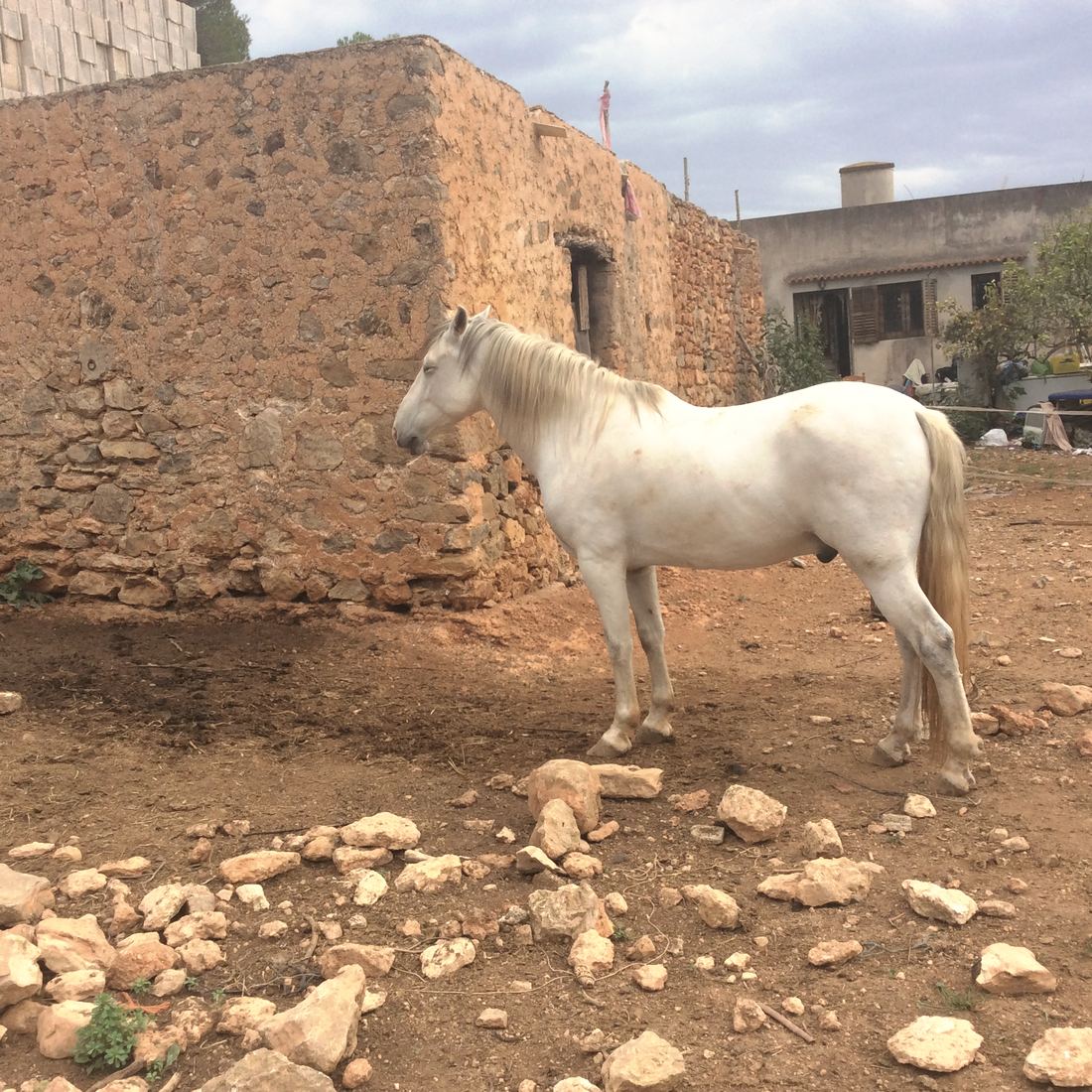 Daj Buzi, now white, standing in a bare earth yard beside an old stone building.