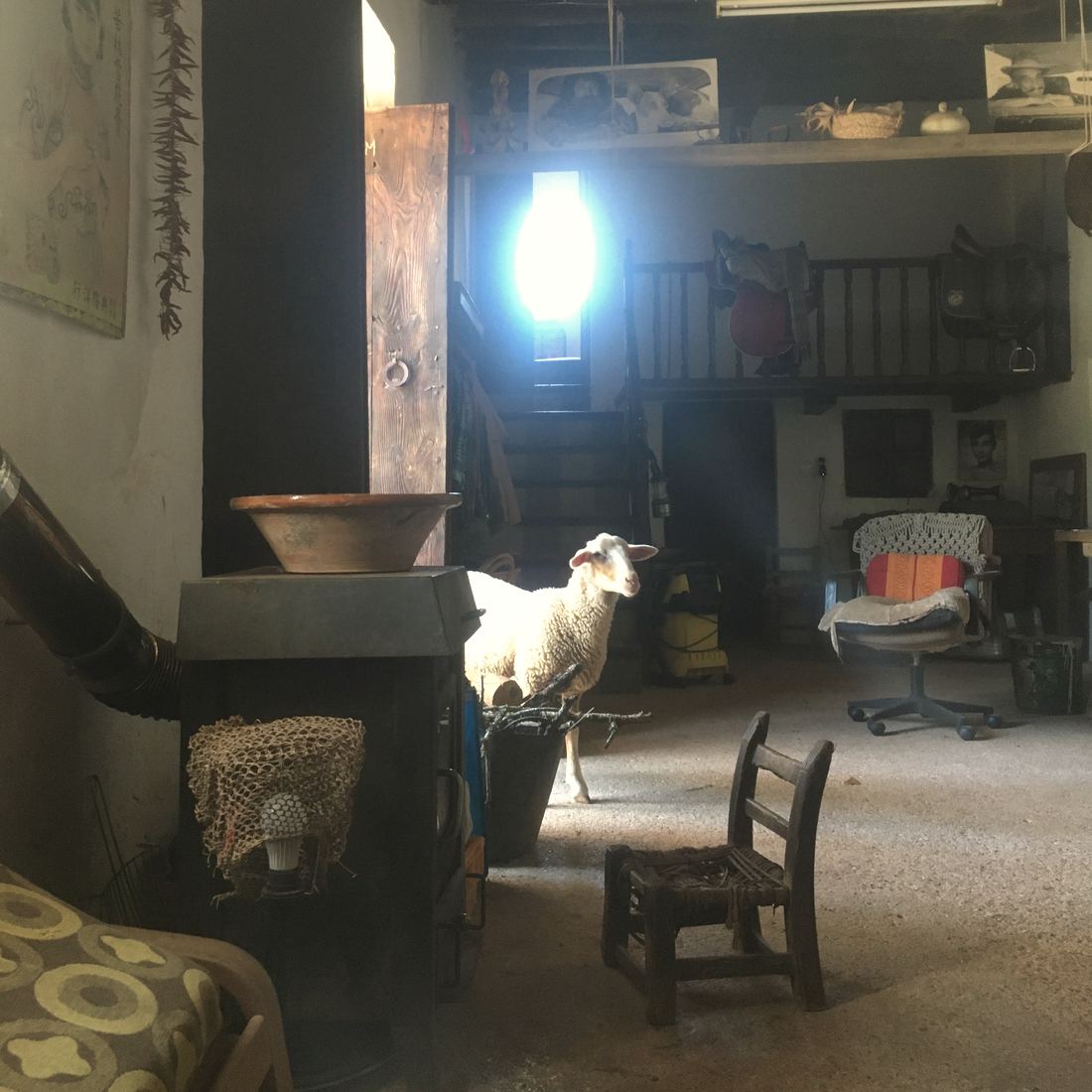 A sheep stands in the middle of an old farmhouse room, among a stove, a small wooden chair, saddles on a railing and photographs on a shelf.