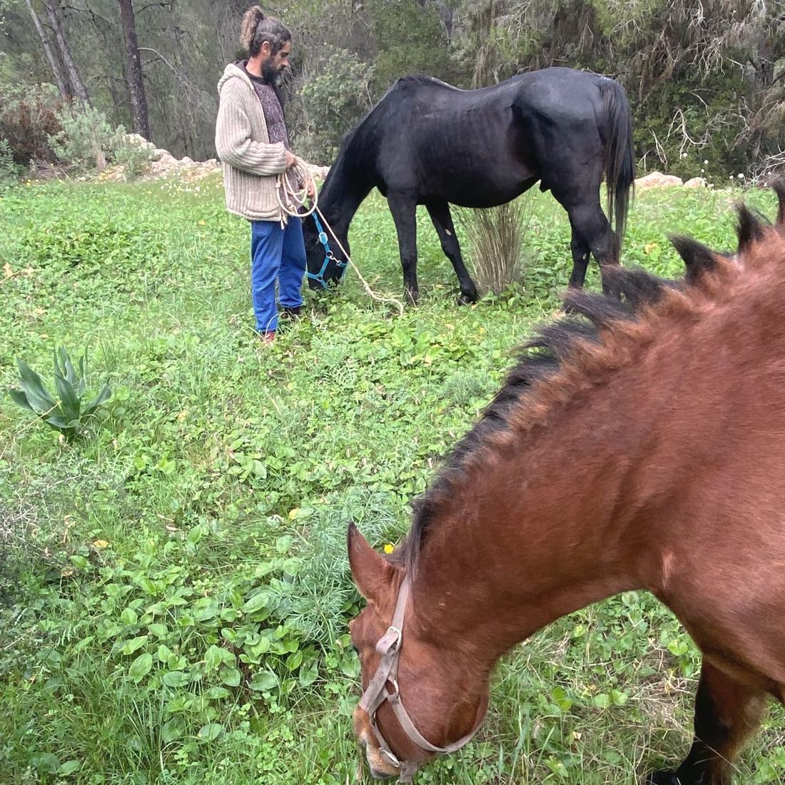 Xabi stands quietly in deep green vegetation with a rope loose in his hand while Padre grazes behind him and Kashi Pushi grazes close to the camera.