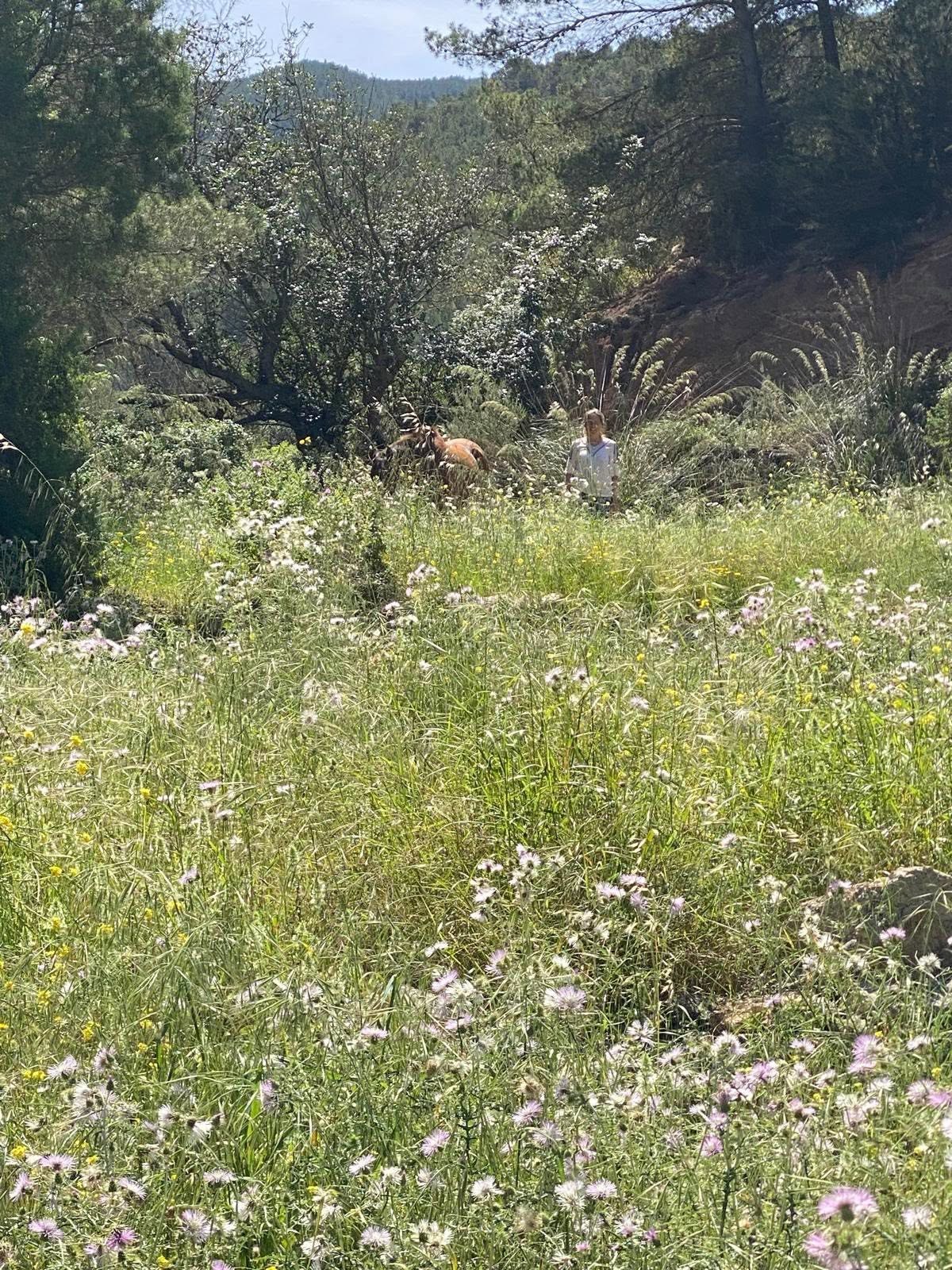 A winter meadow full of grass and wild flowers in Ibiza; further back, among the trees, a chestnut horse grazes and a woman stands beside it.