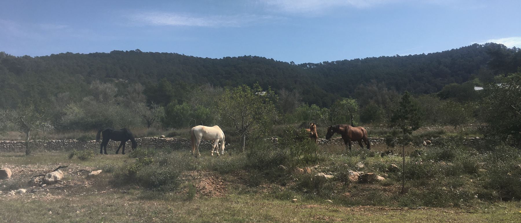 Four horses of the herd, finally back together, grazing spread out along a dry stone wall under a wide sky.