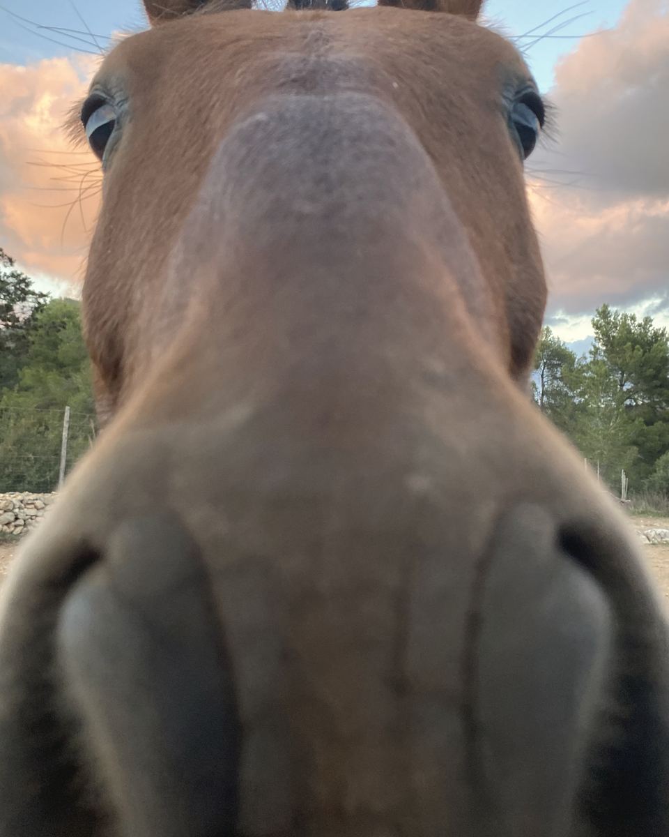 A chestnut horse pushes his muzzle right up to the camera, nostrils filling the frame, evening sky behind.