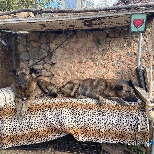 Two brindle dogs lying on a leopard-print blanket under a small shelter against a stone wall.