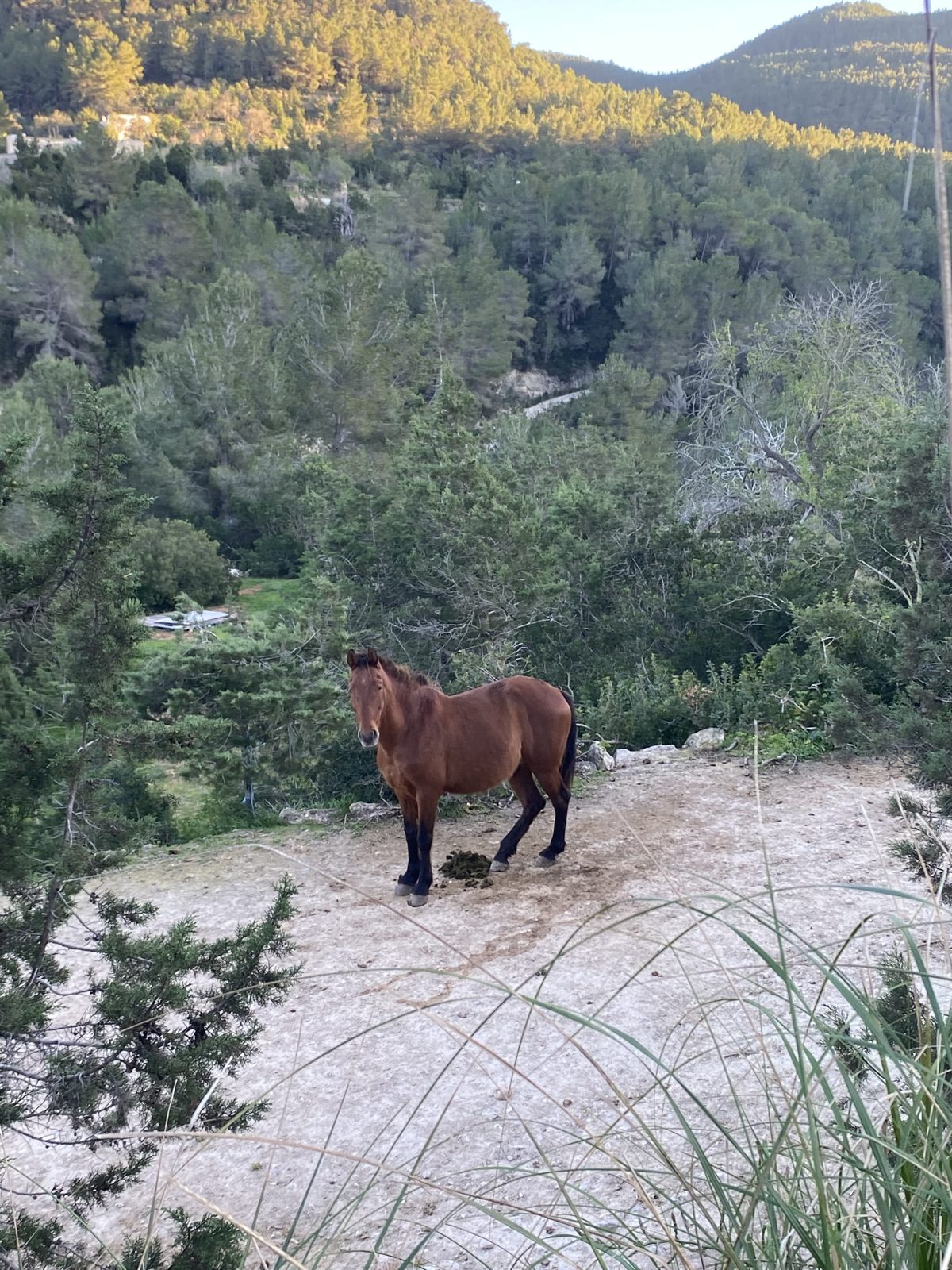 Kashi Pushi, a bay horse with black legs, standing on a pale earth path at Our Home Can Tigres, a semi-free horse living-only place in Ibiza, looking towards the camera, pine-covered hills behind in evening light.