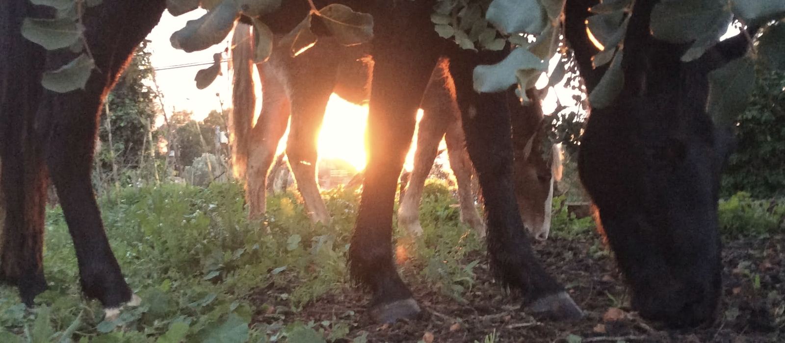 Madre and Gienia grazing under a carob tree at dusk, the low sun showing between their legs.