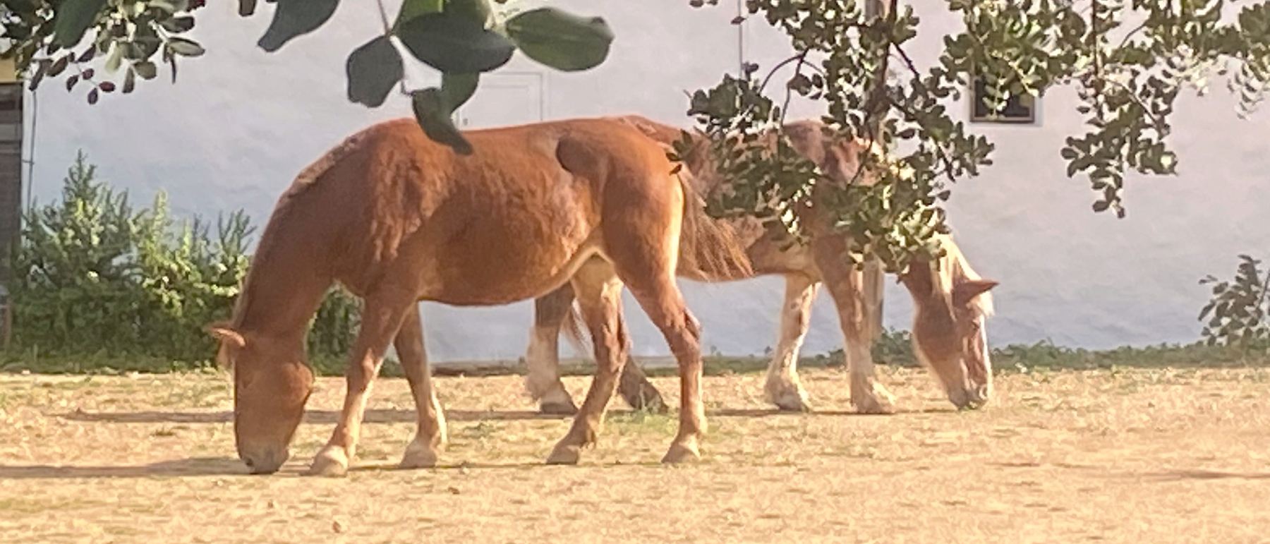 Madre and her daughter Shanti, two chestnut horses, graze side by side on dry bare ground in front of a whitewashed wall.