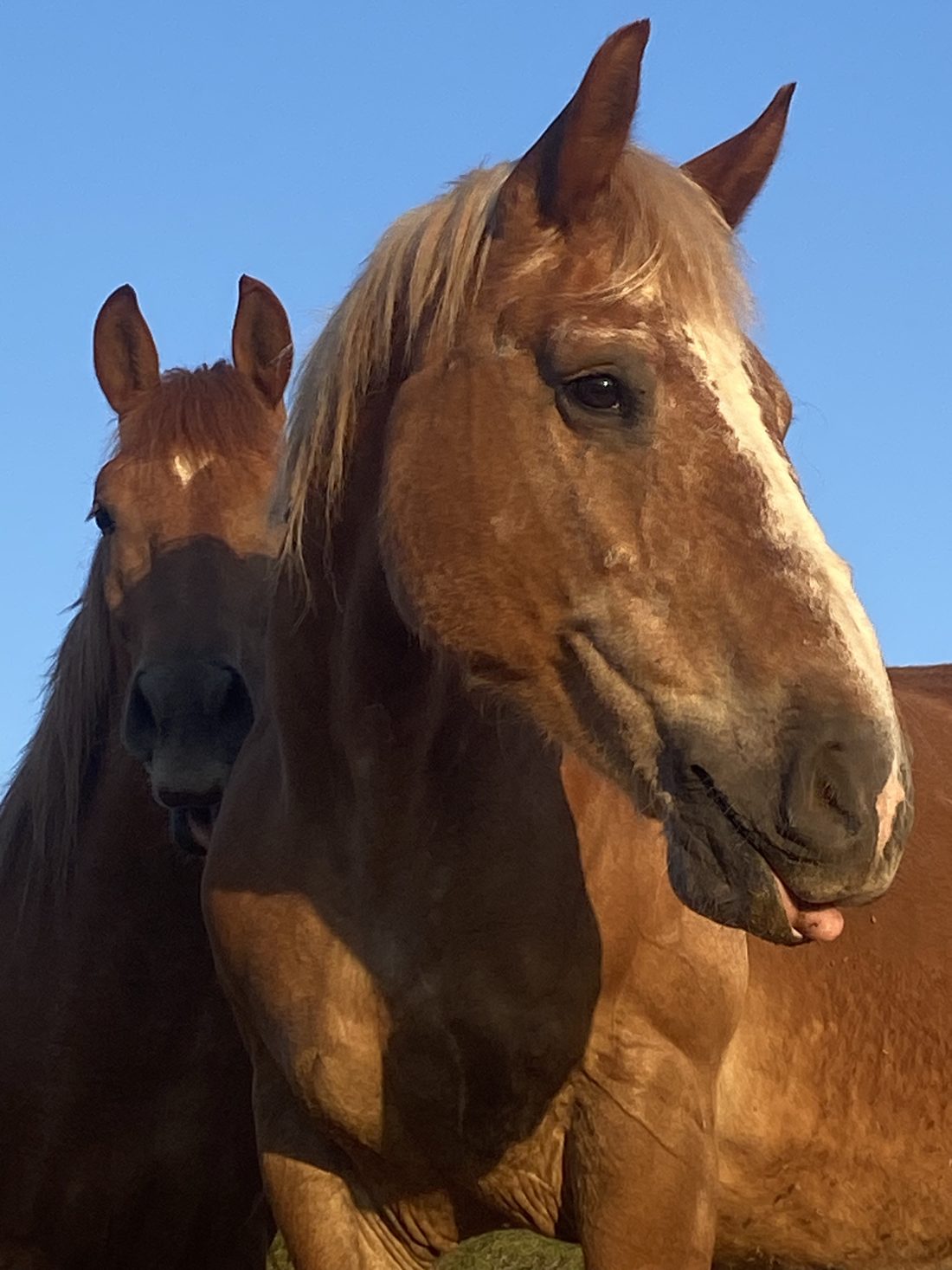Madre, a chestnut mare with a blond mane and white blaze, and her daughter Shanti behind her, two horse heads close together against a clear blue sky at Our Home Can Tigres, Ibiza.