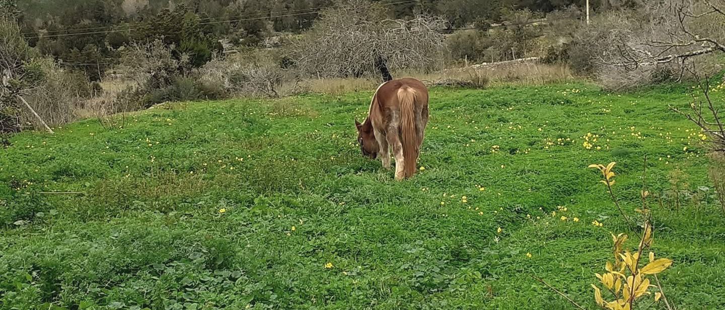 Madre, a chestnut mare with a blond mane, grazing alone at the far end of a green winter field, seen from behind, wooded hills beyond.
