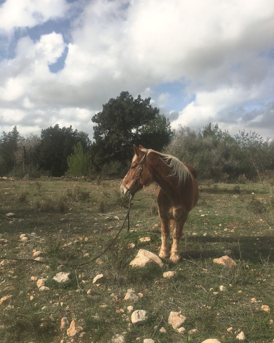 Madre, a chestnut mare with a blond mane, stands in a stony field in a halter, a long lead rope trailing on the ground.