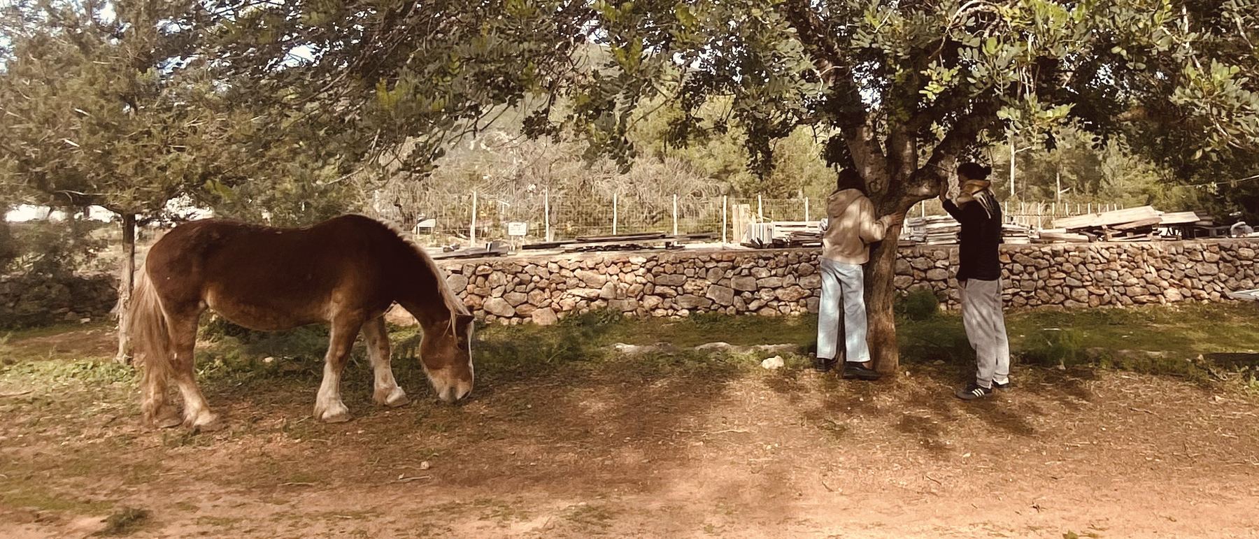 A chestnut horse with a pale mane grazes beneath a wide carob tree beside a dry stone wall, while a couple stands quietly by the trunk in a Mute constellation.