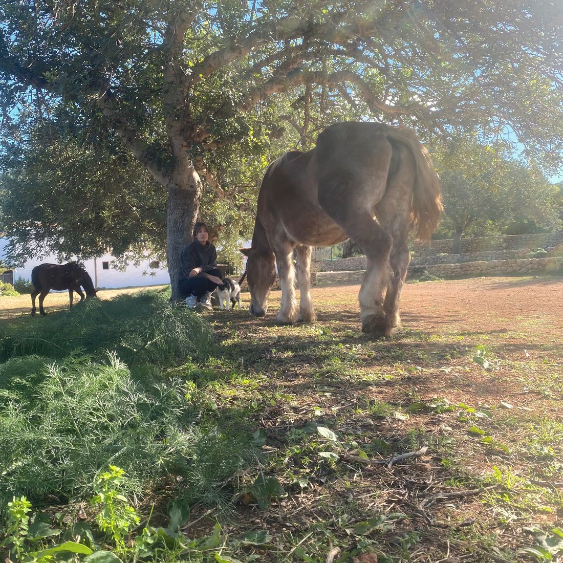 A woman crouches quietly at the foot of a carob tree, a cat beside her, while Madre grazes close by and a smaller horse eats in the distance.
