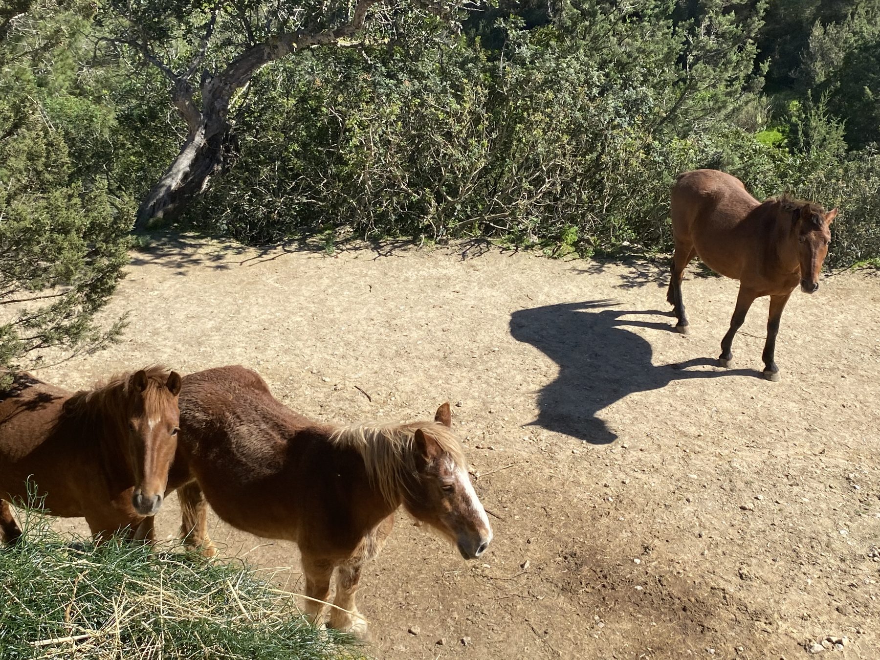 The herd of Our Home Can Tigres in Ibiza together on a sunny earth clearing: Shanti, a chestnut mare with a small star, Madre, a chestnut mare with a blond mane and white blaze, and Kashi Pushi, a brown horse with black legs, standing apart with his long shadow.