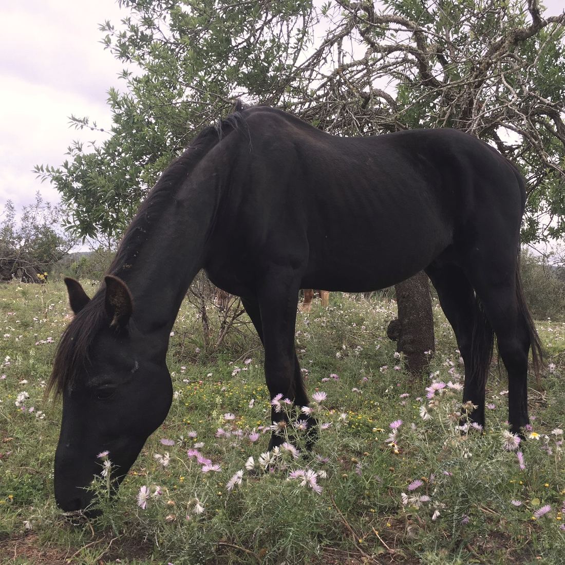 Padre, an old black horse, grazing among pink flowers beneath an almond tree.