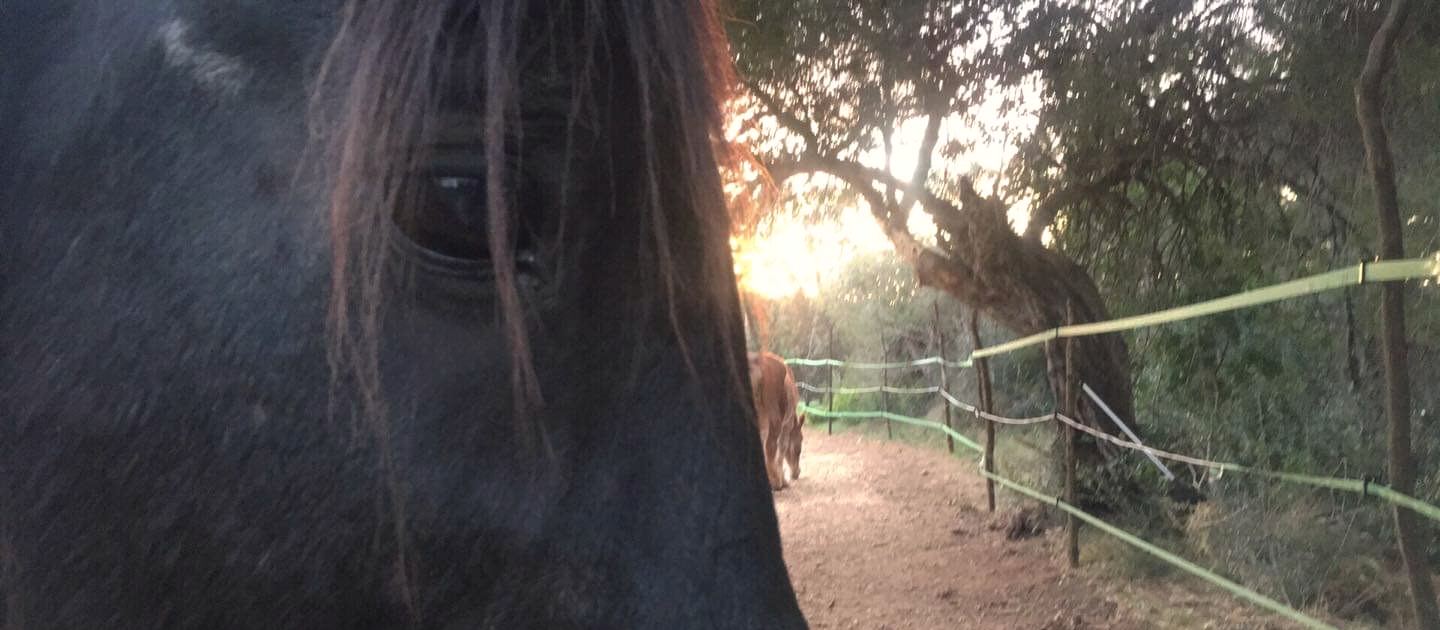 Close up of Padre, a black horse: his eye and forelock fill half the frame, low sun through the trees, a chestnut horse far down a fenced track.