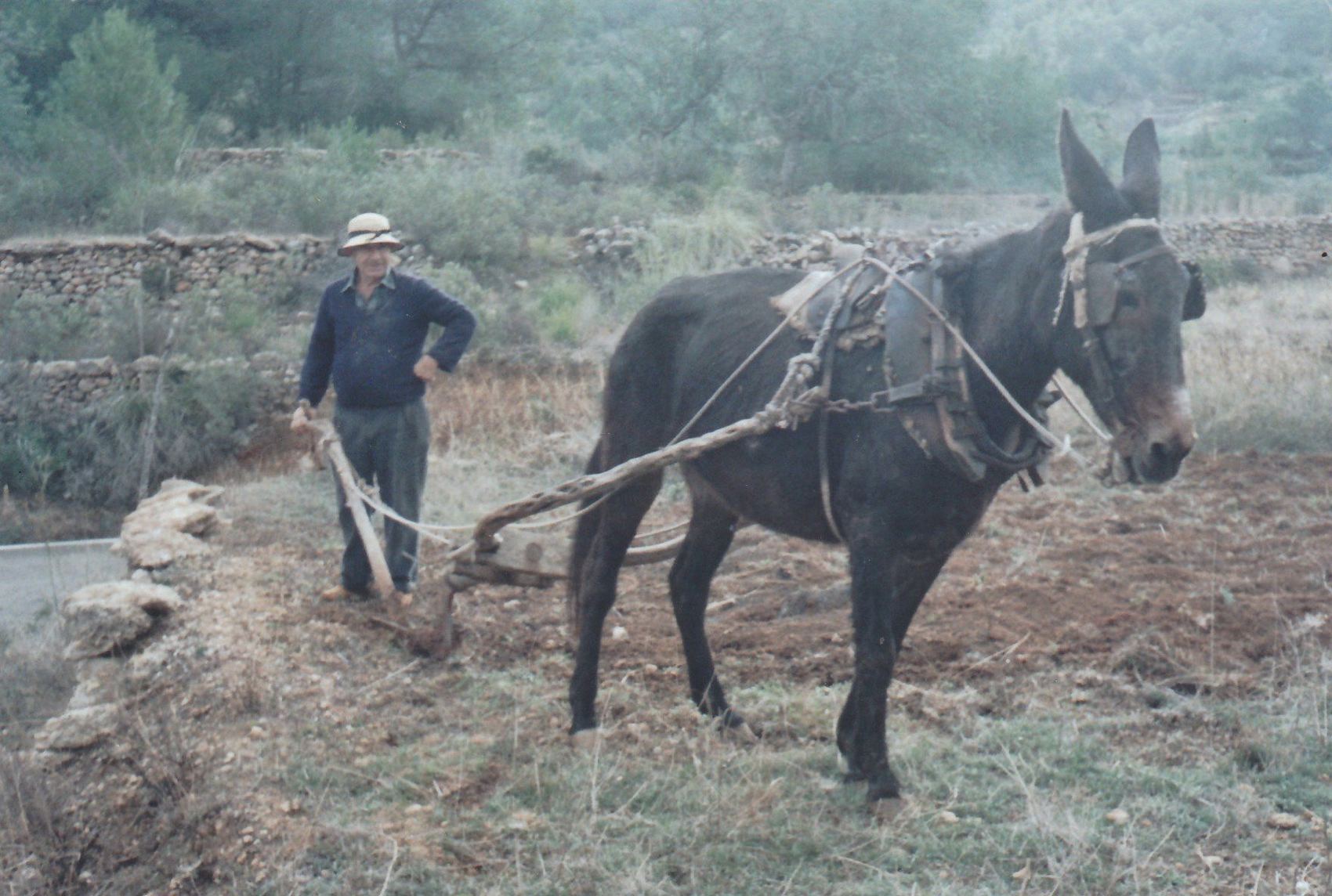 An old photograph: a man in a straw hat guides a wooden plough behind a dark mule in harness, turning red earth beside a dry stone wall.