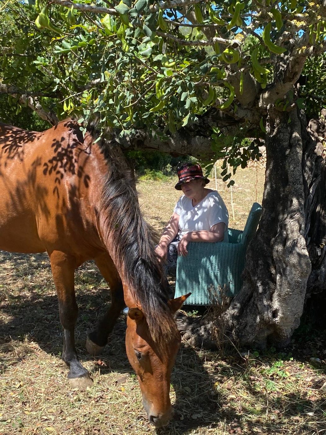 A woman in a sun hat sits in a woven chair under a carob tree while a bay horse grazes beside her in the dappled shade, at Our Home Can Tigres, Ibiza.
