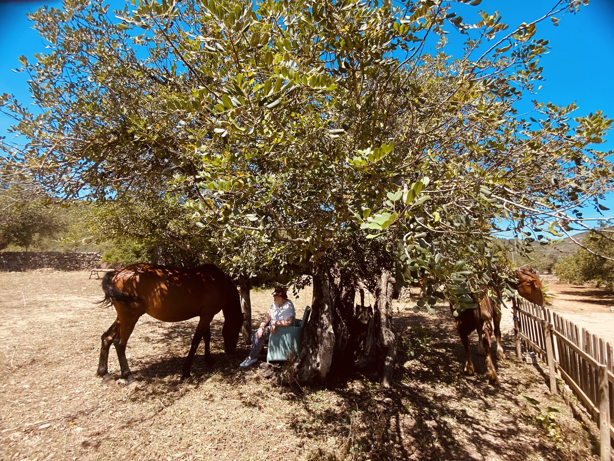 A woman sits on a chair in the shade of a big carob tree on a sunny day, while two horses stand and graze around her at Our Home Can Tigres, Ibiza.