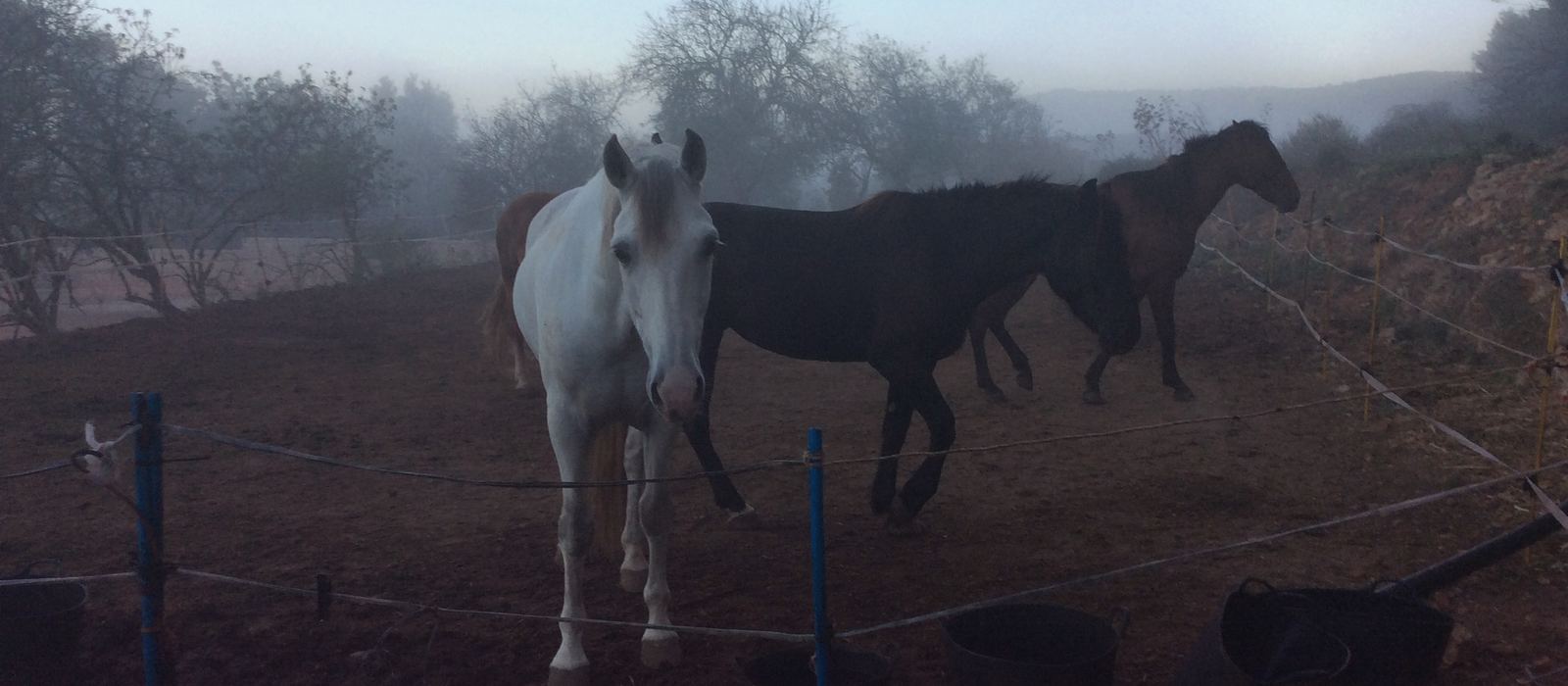 Three horses standing in the mist on a winter morning, a white horse looking towards the camera, feed tubs and a tape fence in the foreground.