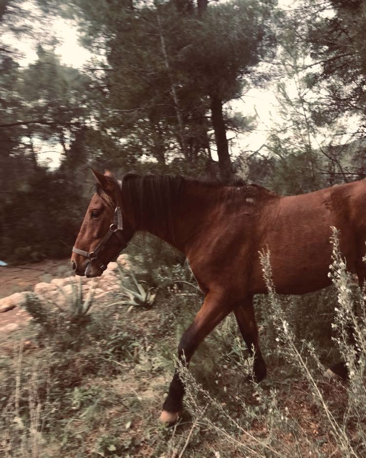 Young Kashi Pushi, a brown horse with black legs, walking through pines in his halter.